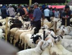 Menjelang Idhul Adha Harga Domba Meningkat 20 Persen 