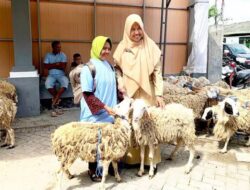Pemkab Bojonegoro, Dorong Pengetesan Kemiskinan Lewat Program Domba Kesejahteraan 