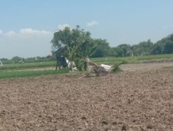 Alsintan Bantuan Diduga Kades Mori,Tidak Diserahkan Kepoktan Definitif.hasil sewa masuk kekantong