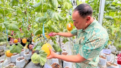 Wujudkan Ketahanan Pangan, PLN UIP JBTB Salurkan Bantuan Program TJSL untuk Petani Milenial Melon di Winong Boyolali