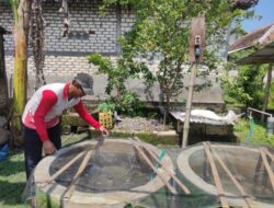 Program KOLEGA Pemkab Bojonegoro Sukses Tingkatkan Ekonomi Warga, Lele Dijual ke Pedagang Lokal
