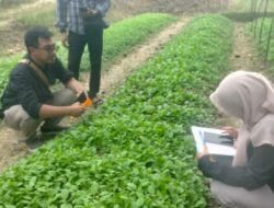 Dinas Ketahanan Pangan dan Pertanian (DKPP) Amankan Siklus Produksi “emas hijau”