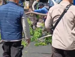 Waspada Angin Kencang! Ranting Pohon Trembesi Raksasa Tumbang di Jalan Nasional Alasbuluh, Polsek Wongsorejo Gerak Cepat Evakuasi: “Hati-hati, Jangan Parkir di Bawah Pohon Rapuh!”