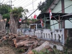 Vandalisme Berkedok “Pekerja Proyek”! 5 Pohon Perindang Jalur Pantura Jawa-Bali Dimutilasi Habis-habisan, PU Bina Marga & Pemdes Cuci Tangan: “Bukan Kami!”