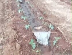 Pemerintah Tidur, Petani Terpaksa “Banting Setir”! Harga Cabai Anjlok Tak Menentu, Petani Wongsorejo Ganti Tanam Semangka & Pisang: Ini Bukan Pilihan, Tapi Jeritan Kelangsungan Hidup