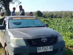 TNI Hadir untuk Rakyat, Kodim 0423/BU Garap 6 Hektare Lahan perkebunan Jagung