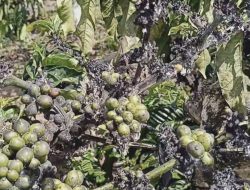 LAMPUNG BARAT — KEMARAU PANJANG MULAI DIRASAKAN PETANI