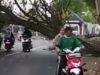 BIAYA NYAWA DI UJUNG POHON LAPUK! Pohon Miring Sejak Pagi Dibiarkan Berdiri, Sorenya Tumbang Hantam Jalan Raya Alasrejo: Waspadai ‘Bom Waktu’ Hijau di Pinggir Jalan!